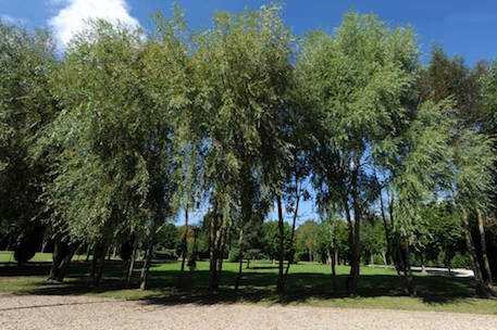 vue vers le centre du parc